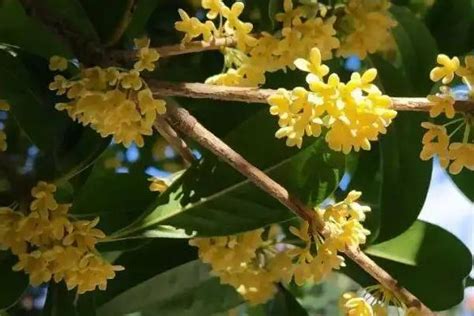 桂花树风水|桂花树的象征与风水学（桂花树的寓意与风水布局的要点）